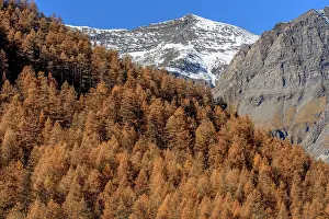 Larix: Larch in autumn, Valley Averole, above Bessans