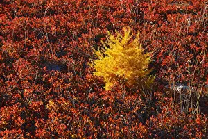 Larix: Larch and blueberry bushes, Valais, Switzerland, Europe
