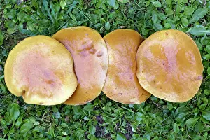 Bolete: Larch Bolete Fungus - caps growing on lawn at base