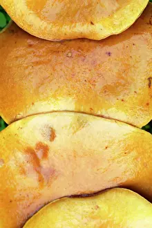 Bolete: Larch Bolete Fungus - detailed study of caps from above