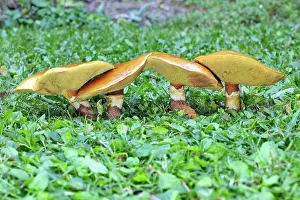 Bolete: Larch Bolete Fungus - growing on lawn at base of larch tree
