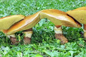 Bolete: Larch Bolete Fungus - growing on lawn at base of larch tree