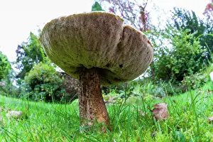 Bolete: Larch Bolete Fungus - growing on lawn in garden