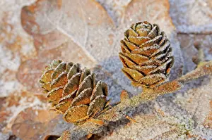 Larches: Larch Cones