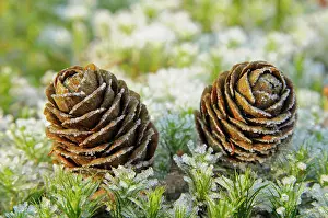 Larches: Larch cones