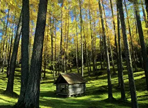 Haystack: Larch forest - in autumn with bright yellow coloured