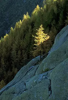 Unexplained: Larch
