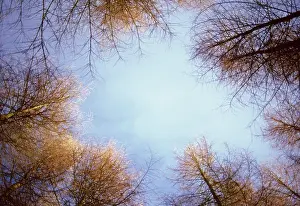 Reforestation: Larch