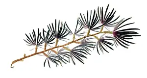 Minimal: Larch
