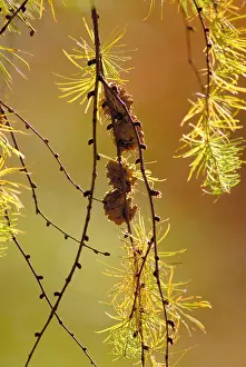 Exquisite: Larch