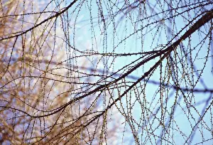 Layers: Larch