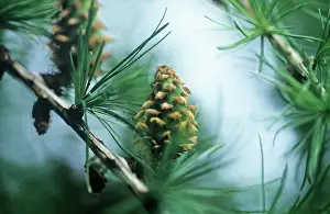 Decidua: Larch
