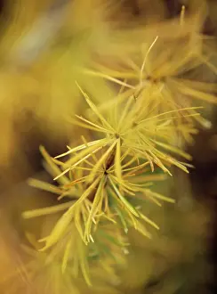Decidua: Larch