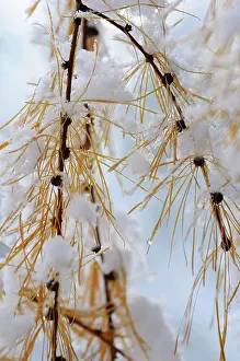 Decidua: Larch