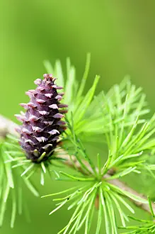 Larix: Larch, Larix decidua, Cone growing on branch of tree with sp