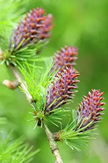 Larix: Larch, Larix decidua, Cones growing on branch of tree with s
