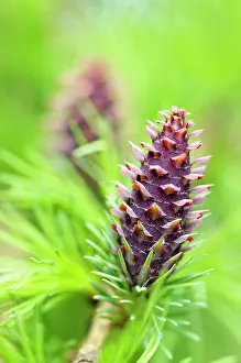 Larix: Larch, Larix decidua, Cones growing on branch of tree with s