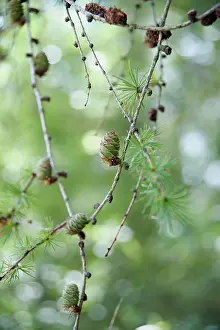 Larix: Larch, Larix decidua, Twigs with whorls of needles