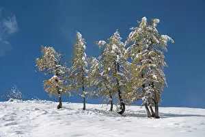 Larix: Larch (Larix) in the snow, Jenner, Berchtesgaden