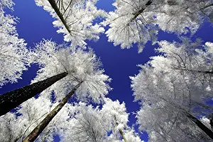 Larches: LARCH Trees - covered with snow and frost in winter