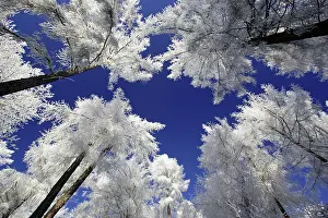 Larches: Larch Trees - Covered with snow and frost in winter