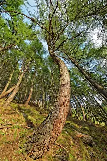 Larix: Larch trees twisted by the snow creep in winter
