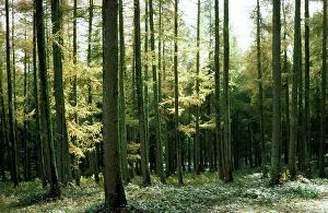 Larches: Larch Wood - in Autumn
