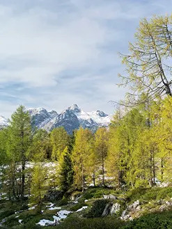 Larix: larch wood during fall with view towards