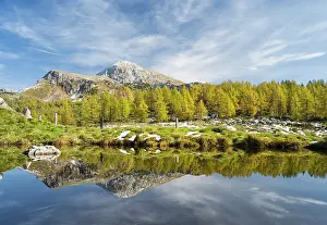 Larix: larch wood during fall with view towards