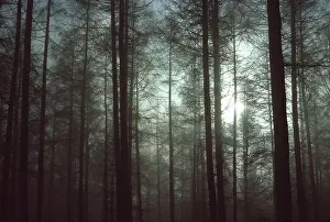 Eerie: LARCH WOODLAND - on frosty morning