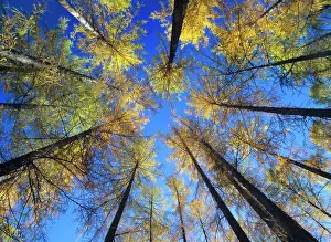 Larches: larches in autumn - view from ground towards tree