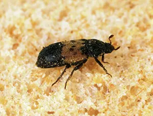Bread: Larder Beetle