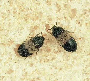 Bread: Larder beetle