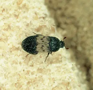 Bread: Larder beetle