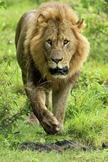 Nakuru: Large adult male Lion walking toward camera