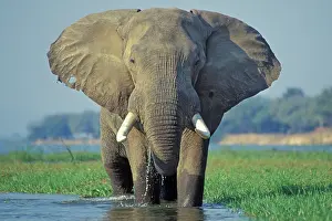 Size: Large African Elephant - Bull feeding along the
