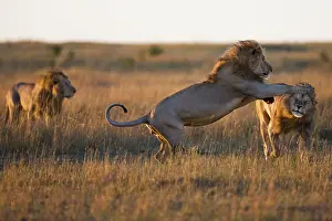 Strong: Lion