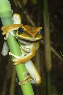 Hypsiboas: Large Arboreal Hylid Frog