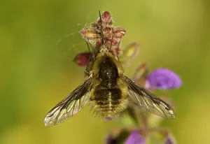 Bombylius: Large bee fly