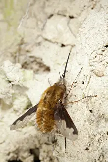 Bombylius: Large Bee-fly