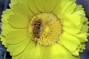 Pollinating: Large Bee Fly