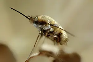 Bombylius: Large Bee-fly (Bombylius major)