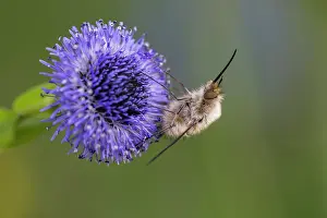 Gather: Large bee fly (Bombylius major)