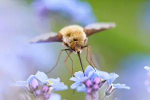 Bombylius: Large Bee Fly - feeding from Forget-me-not flowers