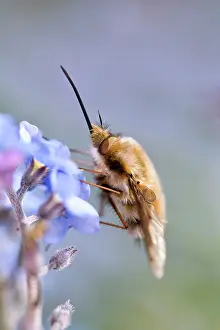 Bombylius: Large Bee Fly - feeding from Forget-me-not flowers