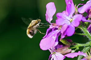 Bombylius: Large Bee Fly - hovering in front of flower