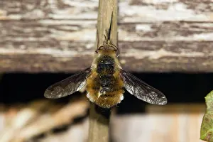 Bombylius: Large Bee Fly - resting on fence