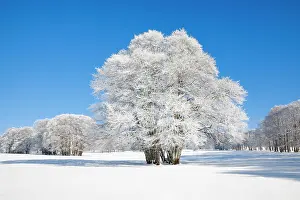 Hoarfrost: Large beech tree covered with deep snow under blue