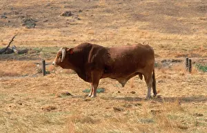 Beef: Large Beef Bull