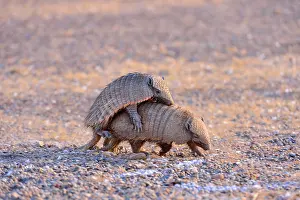 Villosus: Large / Big Hairy Armadillo